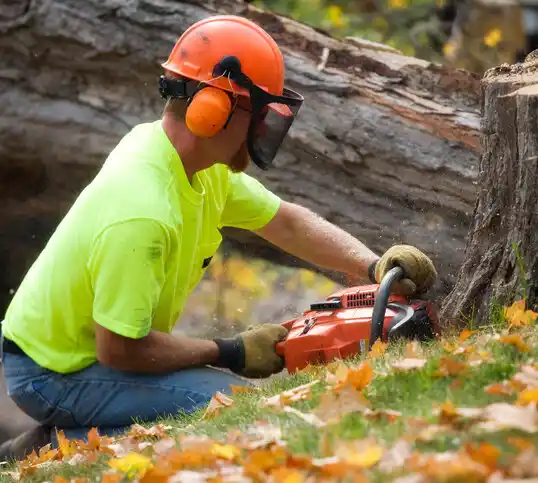 tree services Charlotte